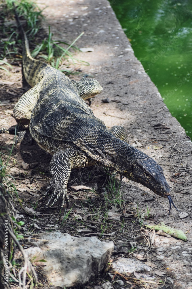 Lagarto en un parque Lagarto en un parque