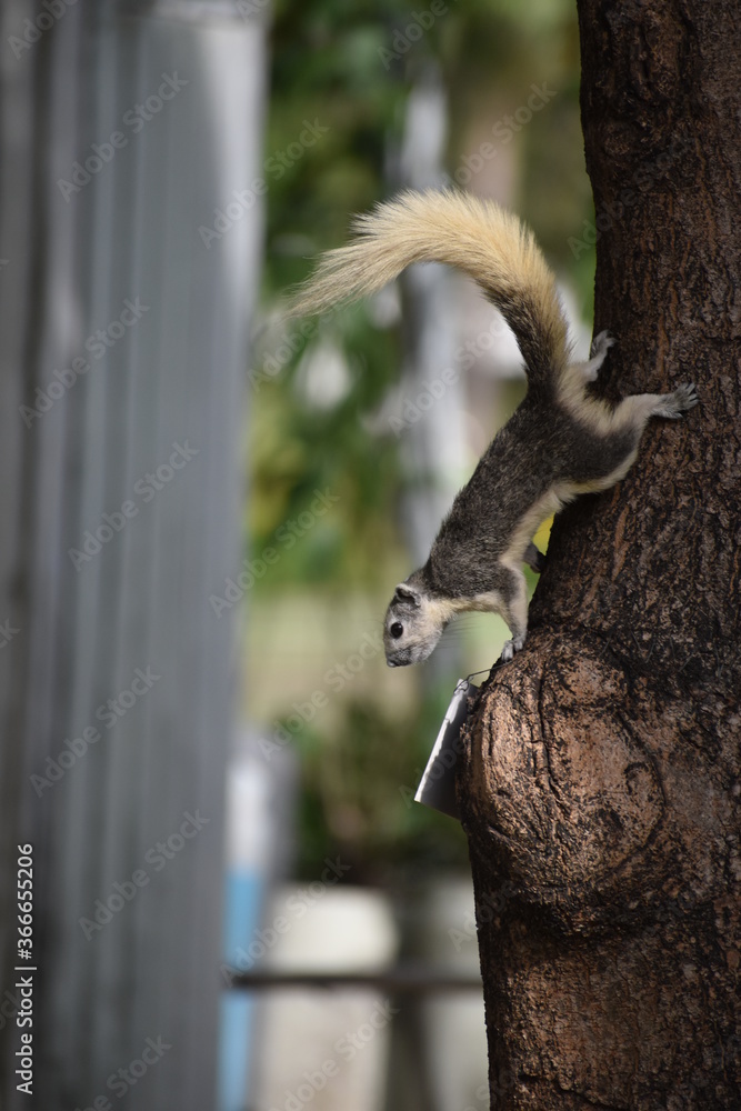 Ardilla en un árbol con fondo desenfocado Ardilla en un árbol con fondo desenfocado