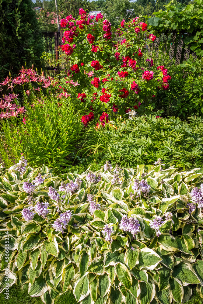 Fototapeta premium A beautiful flower bed in the backyard of a private house.
