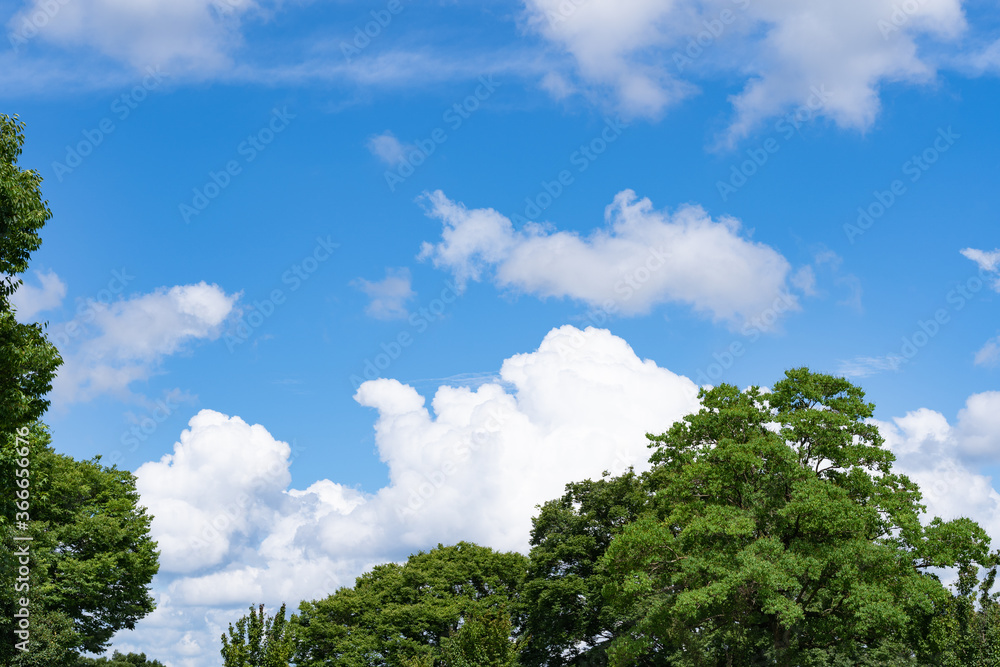 新緑と青空