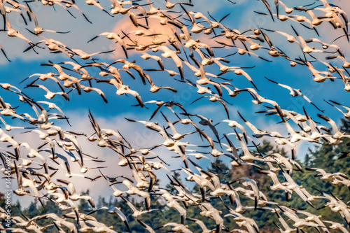 Thousands Snow Geese Flying Skagit Valley Washington