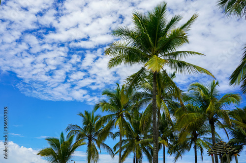 Beautiful perspecticve view of the palm trees with coconuts 
