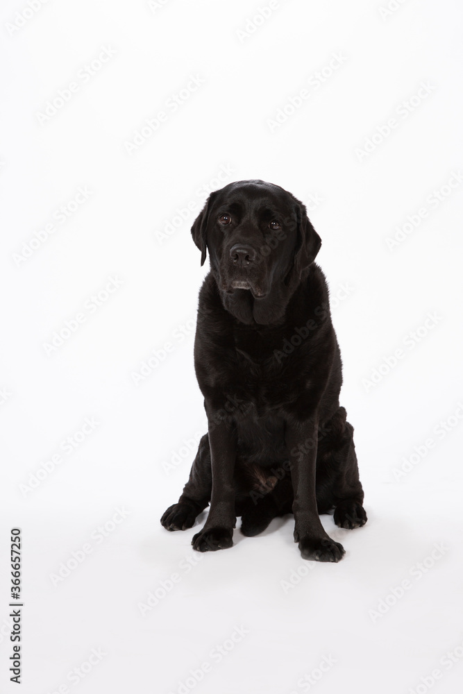 black labrador retriever dog sitting on white background with very sad eyes black labrador retriever dog sitting on white background with very sad eyes