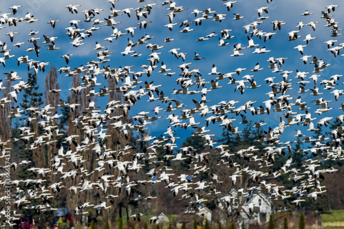 Thousands Snow Geese Flying Skagit Valley Washington