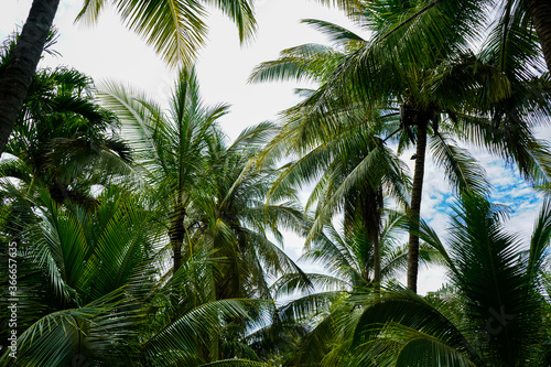 Beautiful perspecticve view of the palm trees with coconuts  