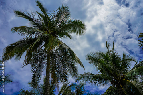 Beautiful perspecticve view of the palm trees with coconuts   © Gian