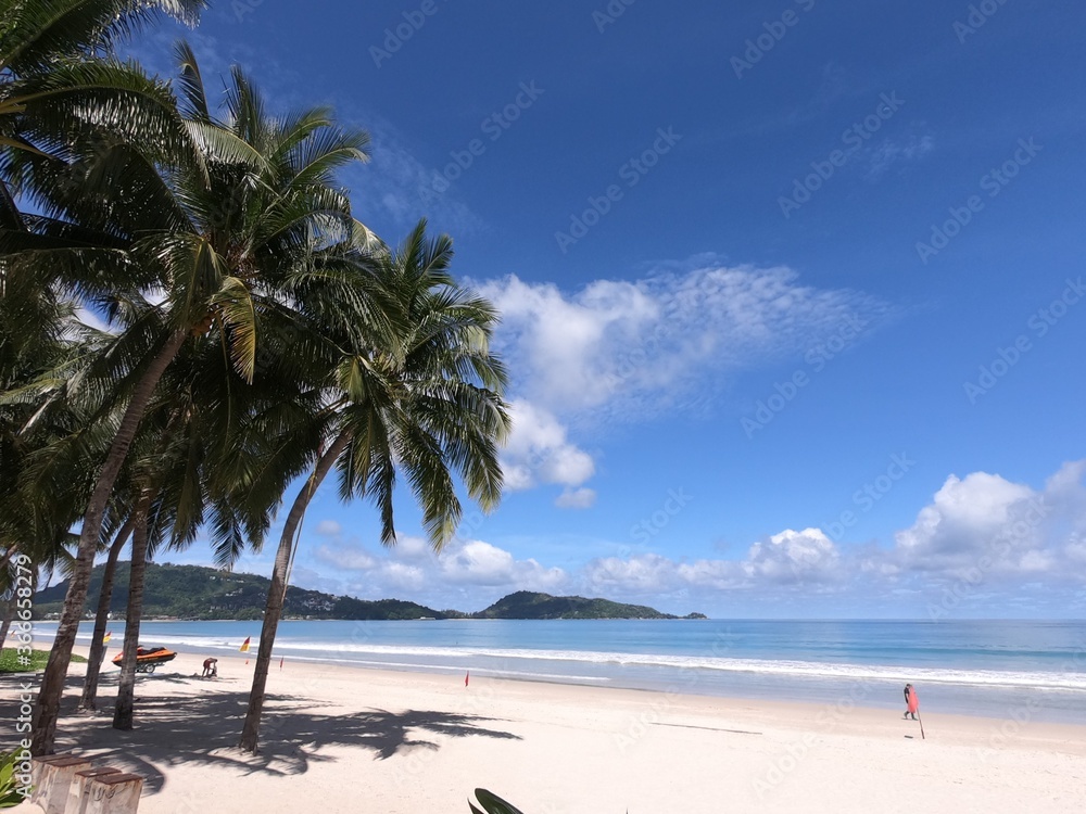 Obraz premium palm tree on the beach