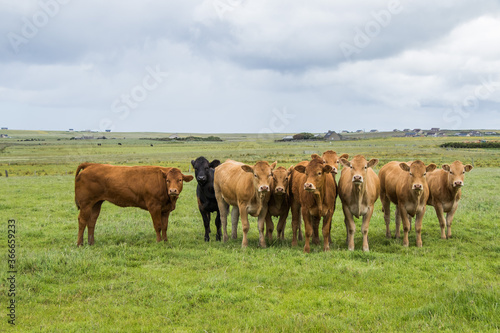 Fototapeta Naklejka Na Ścianę i Meble -  ウシさんたちと私　Cows looking at me interestingly