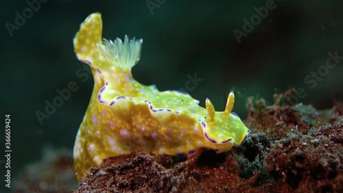 Close-up. Many-Lobed Ceratosoma sits motionless on an overgrown stone. Bali. Tulamben. photo