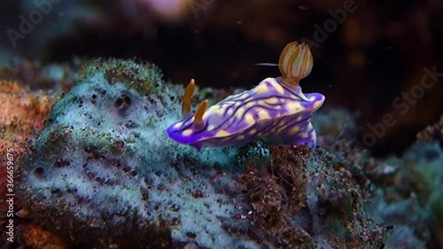 Close-up. Zephyra Hypselodoris sits on a white sponge and the current tries to tear it away from the sponge. Bali. Tulamben. photo