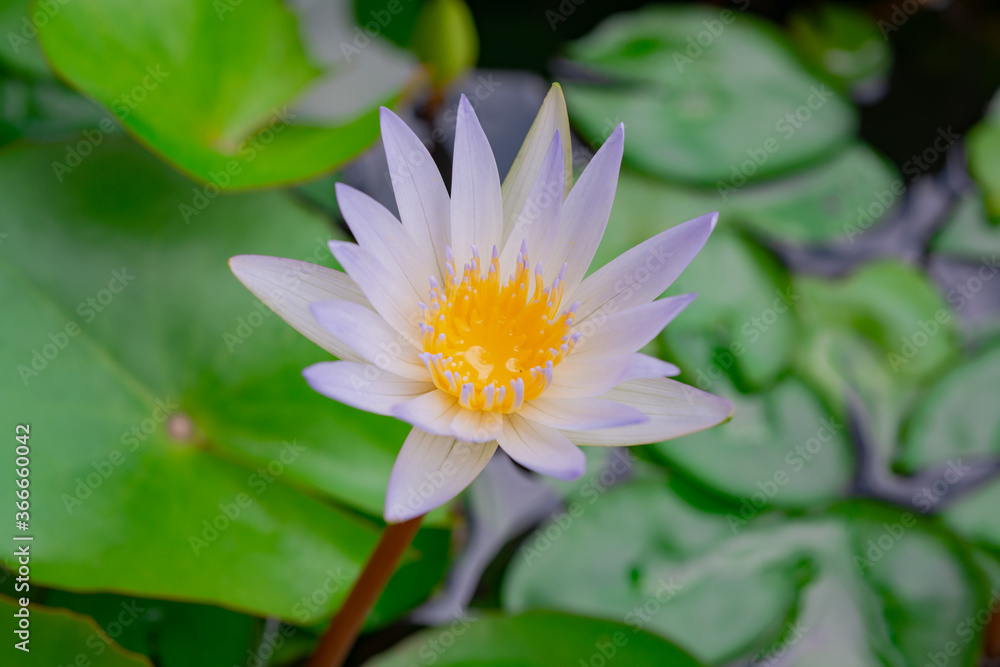 Beautiful white lotus flowers and yellow stamens Beautiful white lotus flowers and yellow stamens
