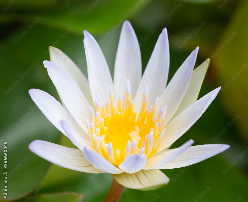 Beautiful white lotus flowers and yellow stamens Beautiful white lotus flowers and yellow stamens