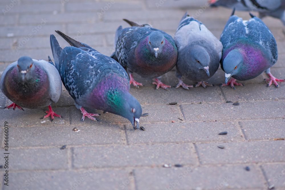 Fototapeta premium Pigeons in the city on the square. Close-up photographed.