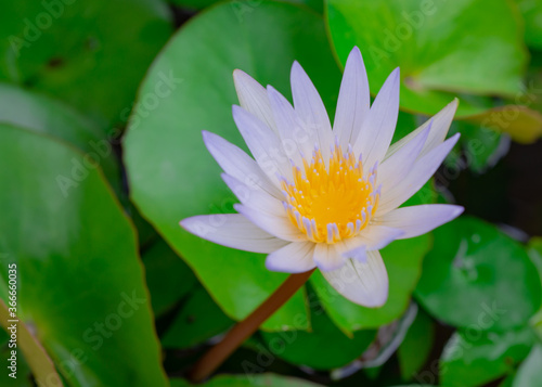 Beautiful white lotus flowers and yellow stamens