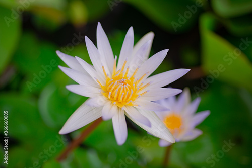 Beautiful white lotus flowers and yellow stamens