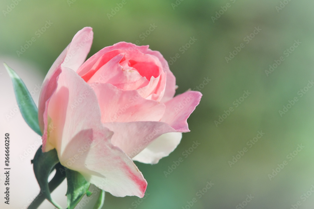 Pink Rose closeup on blur background in Taipei, Taiwan.