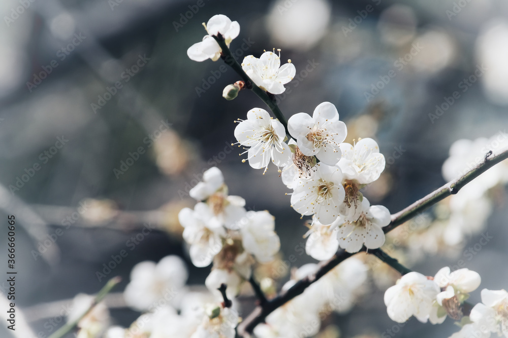 Plum blossom background material in Taipei, Taiwan. Plum blossom background material in Taipei, Taiwan.