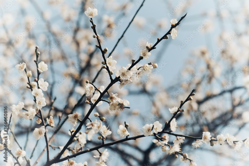 Plum blossom background material in Taipei, Taiwan. Plum blossom background material in Taipei, Taiwan.