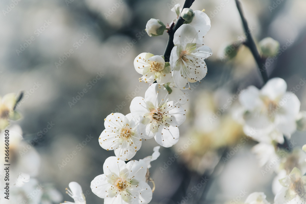 Plum blossom background material in Taipei, Taiwan. Plum blossom background material in Taipei, Taiwan.