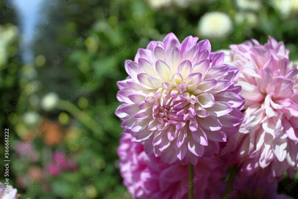 Fototapeta premium pink dahlia flower