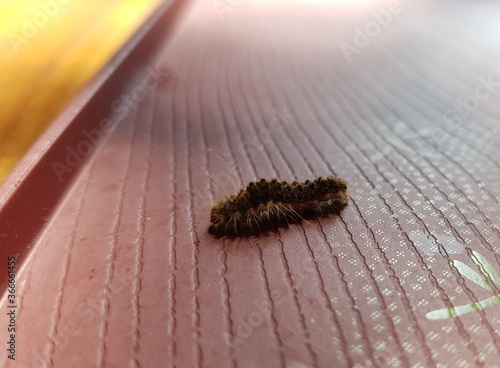 Focus On a Hairy Caterpillar