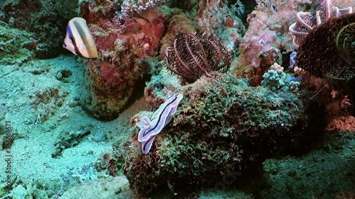 Willan's Chromodoris is slowly crawling over the stone at the bottom of the sea. Philippines. Anilao. photo