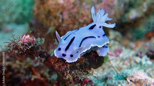 Close-up. Willan's chromodoris eats a sea sponge growing on the seabed. Philippines. Anilao. photo