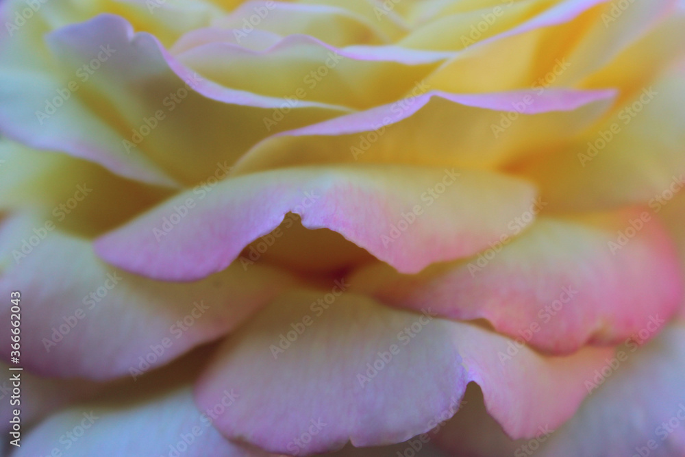 Blurry image of beautiful rose petals. Abstract botanical background. Yellow and pink rose texture background.