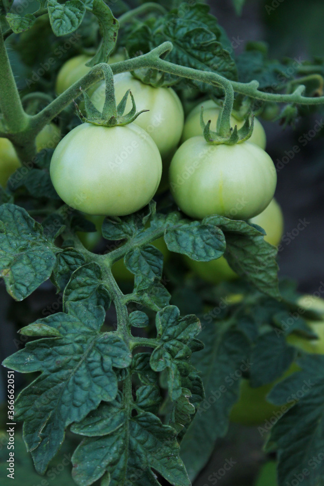 Green tomatoes growing outdoors. Farming, gardening, harvest concept.