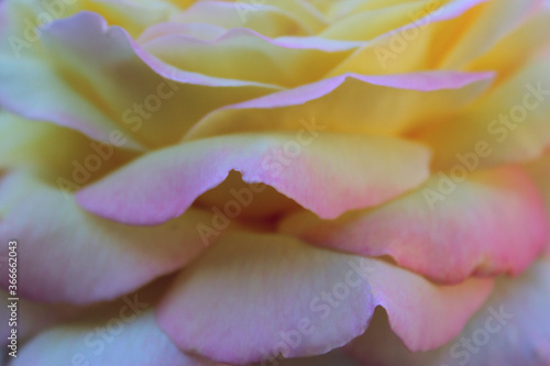 Blurry image of beautiful rose petals. Abstract botanical background. Yellow and pink rose texture background.