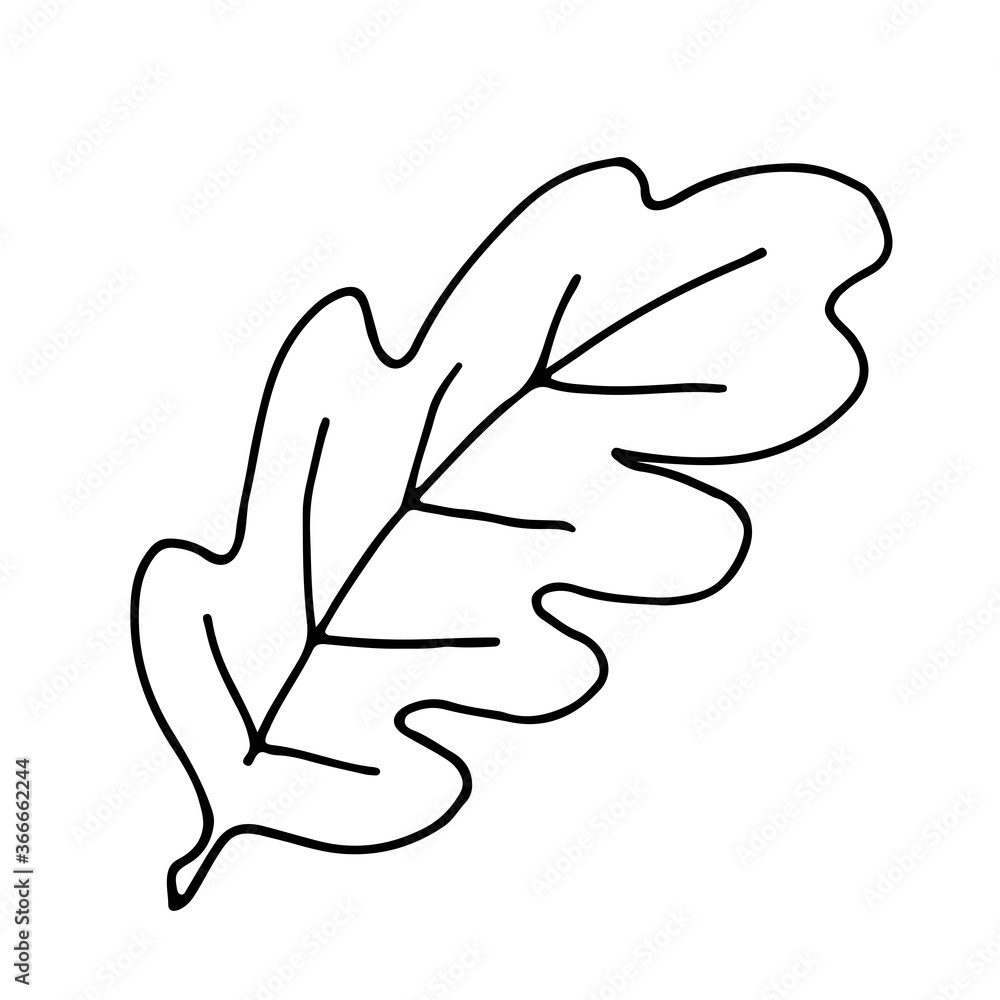 Oak tree leaf. Drawn in doodle style by outline on a white background. Oak tree leaf. Drawn in doodle style by outline on a white background.
