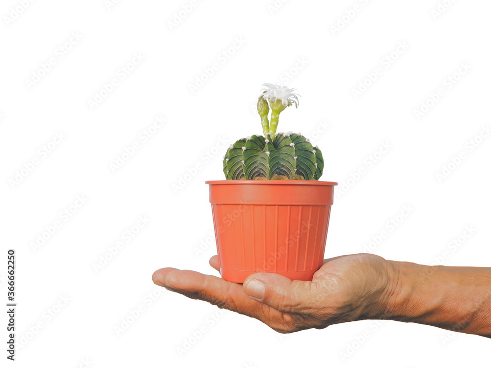 Gymnocalycium mihanovichii LB2178 Agua Dulce in orange flower pot on hand isolated on white background. Gymnocalycium mihanovichii LB2178 Agua Dulce in orange flower pot on hand isolated on white background.