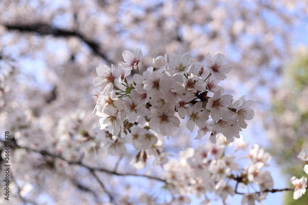 満開の桜