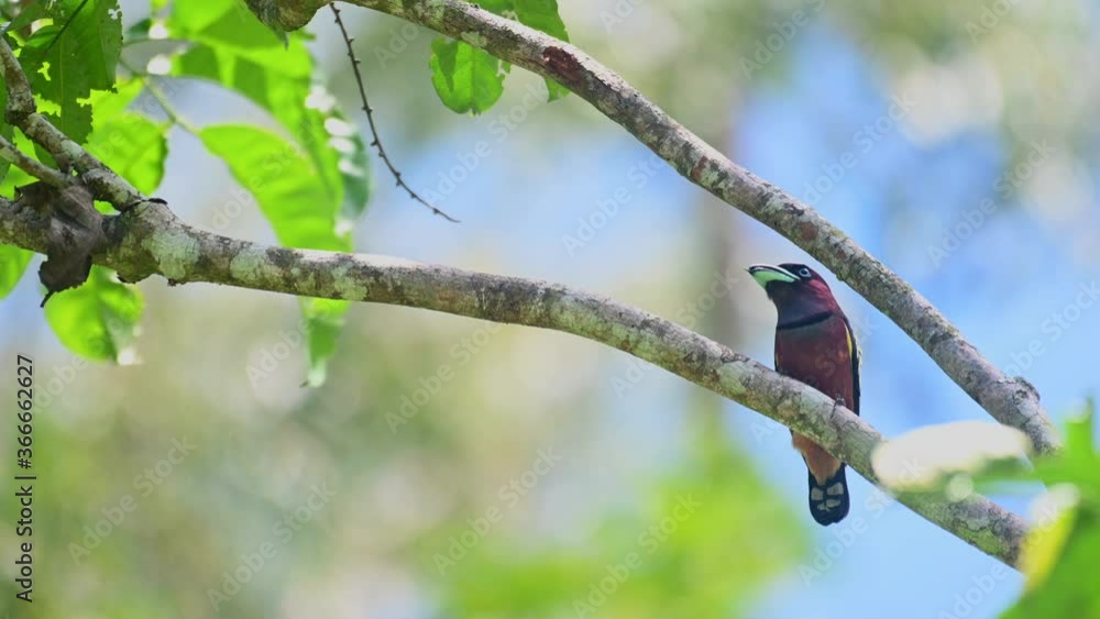 Banded Broadbill, Eurylaimus javanicus; a male perched on a lower branch with a small insect trapped inside its mouth curiously looking around as it waits to deliver the food to its nestlings. Banded Broadbill, Eurylaimus javanicus; a male perched on a lower branch with a small insect trapped inside its mouth curiously looking around as it waits to deliver the food to its nestlings.