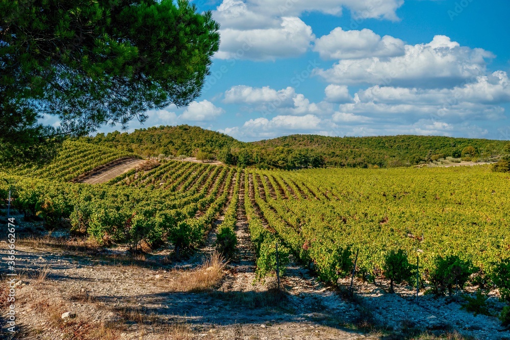 Φωτογραφία A wide angle view of green, tranquil vineyards cultivated in the undulating hills near Gigondas, Provence, France