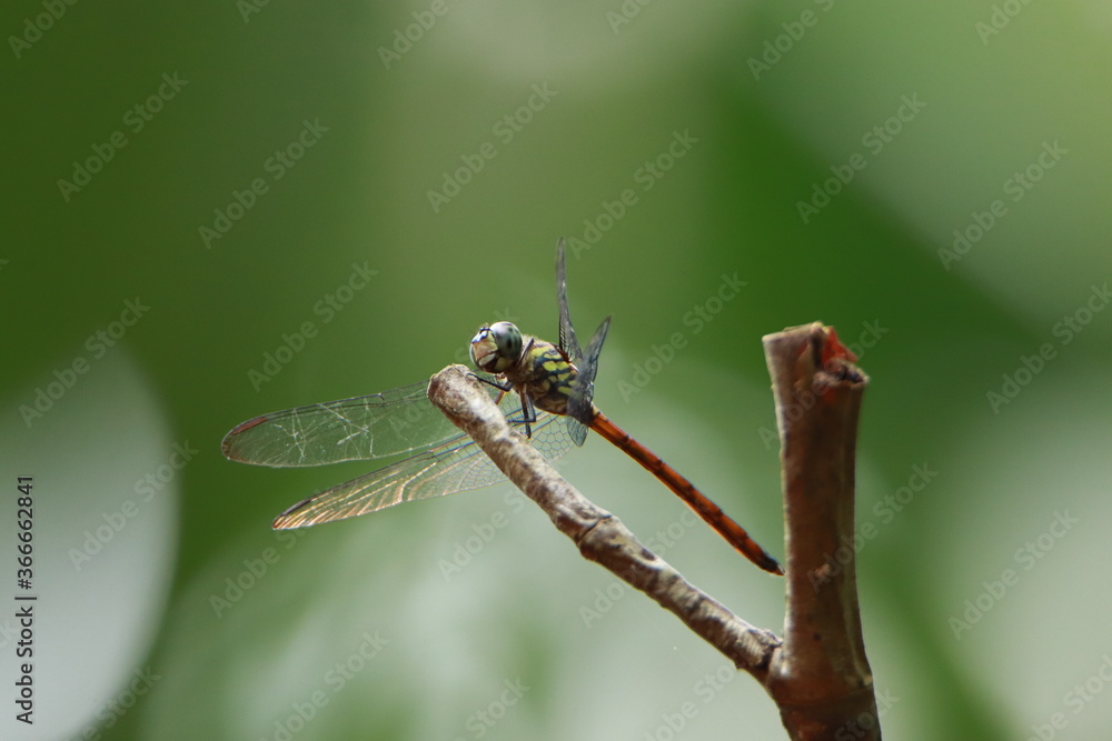 green caterpillar on a leaf,insect, dragonfly, nature, macro, green, bug, animal, damselfly, wildlife, leaf, closeup, fly, wing, insects, wings, green caterpillar on a leaf,insect, dragonfly, nature, macro, green, bug, animal, damselfly, wildlife, leaf, closeup, fly, wing, insects, wings,