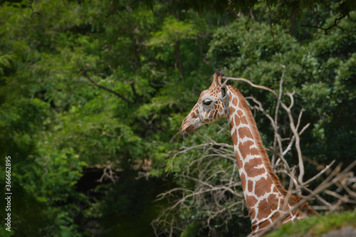 2020-07-22 A LONE GIRAFFE IN FRONT OF A ROW OF LUSH GREEN TREES