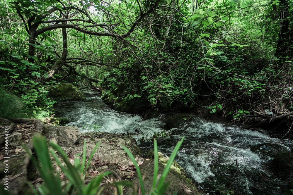 Obraz premium Naturaleza sendero verde natural camino agua senderismo