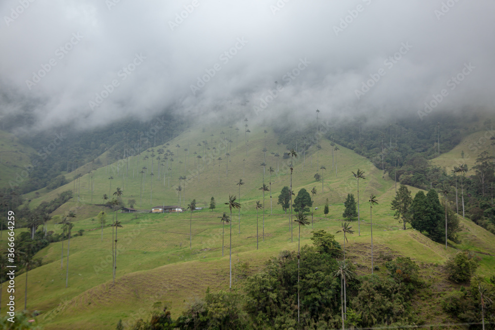 Colombian Valle de Cocora with fog national park