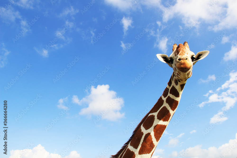 Fotografie giraffe of sky