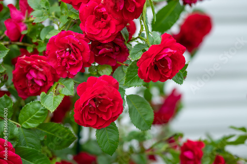 bunch of red roses on a bush in the garden, park.Classic red rose in full bloom.many wild fragrant flowerheads in summertime