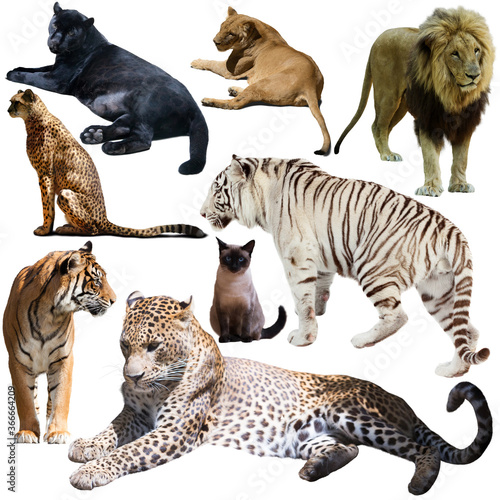 Collage of different domestic and wild cats on white background