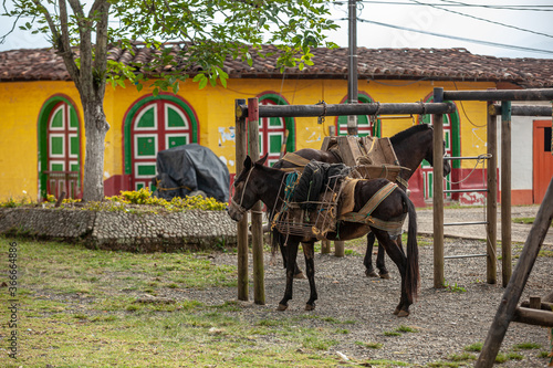 Quadro su tela a mule and a horse tied in small town in Colombia in Andes Antioquia