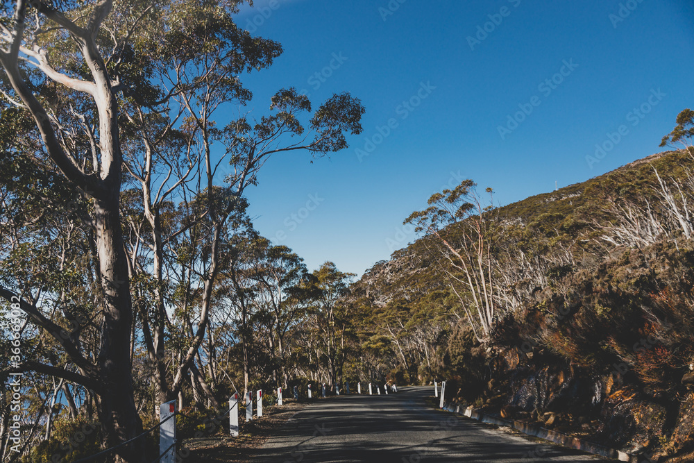 beautiful road surrounded by tall eucalyptus gum tree while driving up Mount Wellington Kunanyi in Tasmania beautiful road surrounded by tall eucalyptus gum tree while driving up Mount Wellington Kunanyi in Tasmania