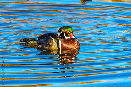 Male Wood Duck Juanita Bay Park Lake Washington Kirkland photo