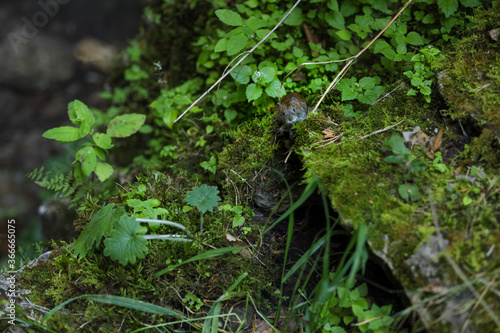 moss on a tree © Татьяна Севостьянова