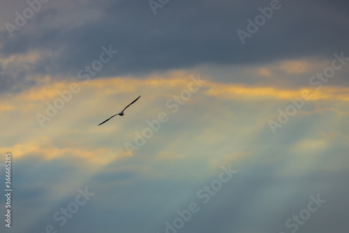 eagle in flight