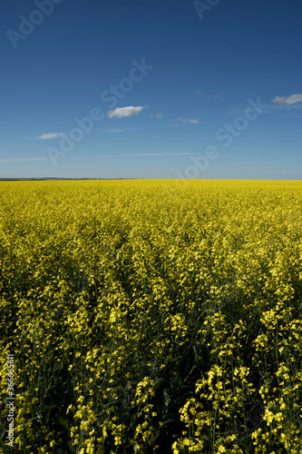 A blooming yellow Canola field at sunset with a dramatic cloudy sky in Rocky View County Alberta Canada.