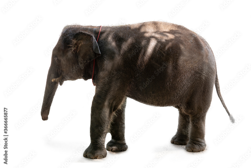Asian baby elephant on a isolated white background