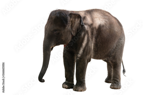 Asian baby elephant on a isolated white background